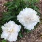 Rare Heirloom 'Xue Shan Jin Ding' White Black White Black Peony Tree 10 Seeds