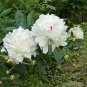 Rare Heirloom 'Xue Shan Jin Ding' White Black White Black Peony Tree 10 Seeds