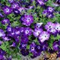 Radiant Blue Petunia Plants Flower 200 Seeds