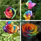 Chinese New Rare Small Rainbow Rose Shrub Flower 100 Seeds
