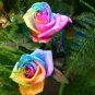 Chinese New Rare Small Rainbow Rose Shrub Flower 100 Seeds