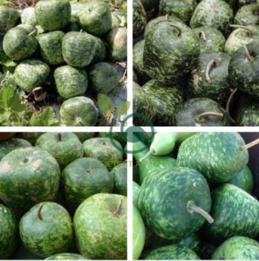 Heirloom Large Apple Gourd Lagenaria Siceraria 20 Seeds