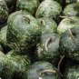 Heirloom Large Apple Gourd Lagenaria Siceraria 20 Seeds