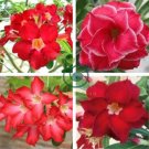 Fresh Red Adenium Obesum Desert Rose 4 Seeds