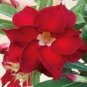 Fresh Red Adenium Obesum Desert Rose 4 Seeds