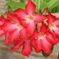 Fresh Red Adenium Obesum Desert Rose 4 Seeds