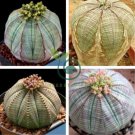 Euphorbia obesa Basketball Sea Urchin 4 Seeds