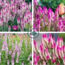 Rare Beautiful White Pink Celosia Spicata Woolflower 100 Seeds