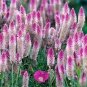 Rare Beautiful White Pink Celosia Spicata Woolflower 100 Seeds