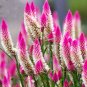 Rare Beautiful White Pink Celosia Spicata Woolflower 100 Seeds