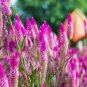 Rare Beautiful White Pink Celosia Spicata Woolflower 100 Seeds