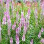 Rare Beautiful White Pink Celosia Spicata Woolflower 100 Seeds