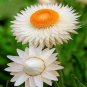 White Strawflowers Helichrysum bracteatum 60 Seeds