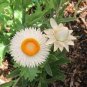 White Strawflowers Helichrysum bracteatum 60 Seeds