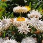 White Strawflowers Helichrysum bracteatum 60 Seeds
