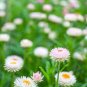 White Strawflowers Helichrysum bracteatum 60 Seeds