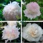 Rare 'Jin Yu' White Ball Peony Seedlings 10 Seeds