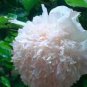 Rare 'Jin Yu' White Ball Peony Seedlings 10 Seeds