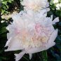 Rare 'Jin Yu' White Ball Peony Seedlings 10 Seeds
