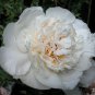 Rare 'Jin Yu' White Ball Peony Seedlings 10 Seeds