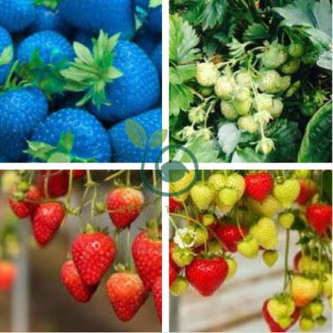 Mixed 9 Types of Strawberry Fruit 200 Seeds
