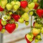 Mixed 9 Types of Strawberry Fruit 200 Seeds