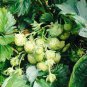 Mixed 9 Types of Strawberry Fruit 200 Seeds