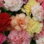 Rare Mixed Colorful Caryophyllus Carnation Flowers 100 Seeds