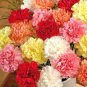 Rare Mixed Colorful Caryophyllus Carnation Flowers 100 Seeds