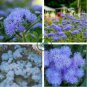 Ageratum 'Blue Ball' Quality Flower 76 Seeds