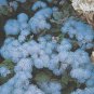 Ageratum 'Blue Ball' Quality Flower 76 Seeds