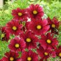Cosmos Coreopsis Blackish Coffee Red Striped Dark Red White Rose 100 Seeds