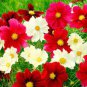 Cosmos Coreopsis Blackish Coffee Red Striped Dark Red White Rose 100 Seeds