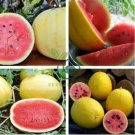 Watermelon 'Gift of the Sun' Yellow Skin Red Inside Fruit 40 Seeds