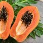 Yellow Papaya Yellow Skin Organic Fruit 12 Seeds