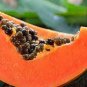 Yellow Papaya Yellow Skin Organic Fruit 12 Seeds