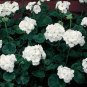 Geranium Bonsai Purely White Single Petals Plant 20 Seeds