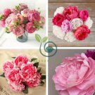 Peony 'Silky Flag' Bi-colored Flower 10 Seeds