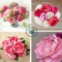 Peony 'Silky Flag' Bi-colored Flower 10 Seeds