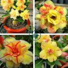 Adenium Light Yellow-to Dark Red Single Petals Bonsai Flower  Seeds