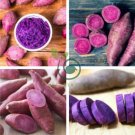 Purple Sweet Potato 200 Seeds