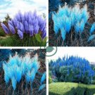 Colorful Pampas Grass Cortaderia Bonsai 600 Seeds