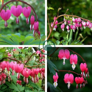 Dicentra Spectabilis Bleeding Heart Classic Cottage Garden Plant 200 Seeds