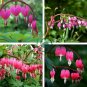 Dicentra Spectabilis Bleeding Heart Classic Cottage Garden Plant 200 Seeds
