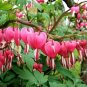Dicentra Spectabilis Bleeding Heart Classic Cottage Garden Plant 200 Seeds