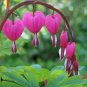 Dicentra Spectabilis Bleeding Heart Classic Cottage Garden Plant 200 Seeds