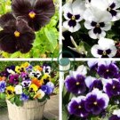 Pansy Swiss White Black Flowers 100 Seeds