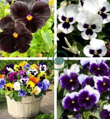 Pansy Swiss White Black Flowers 100 Seeds