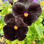Pansy Swiss White Black Flowers 100 Seeds