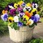 Pansy Swiss White Black Flowers 100 Seeds